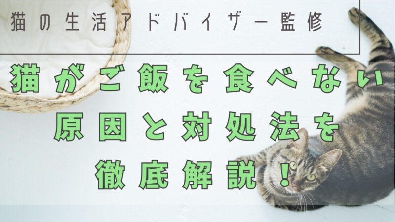 【猫の生活アドバイザー監修】猫がご飯を食べない原因と対処法を徹底解説！ 