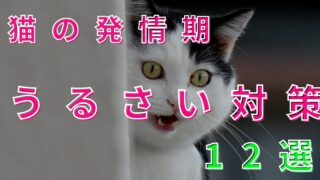 猫の発情期中に鳴き声がうるさいときの対処アイデア12選 